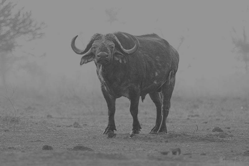 Cape Buffalo