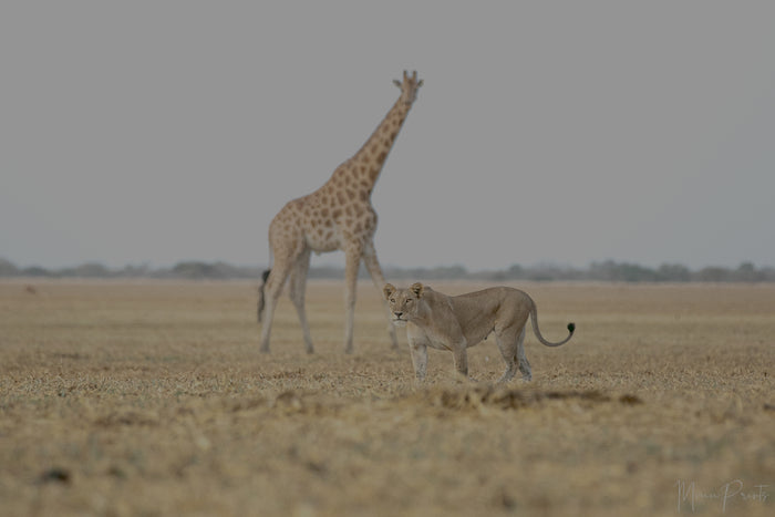 Female Lion Giraffe