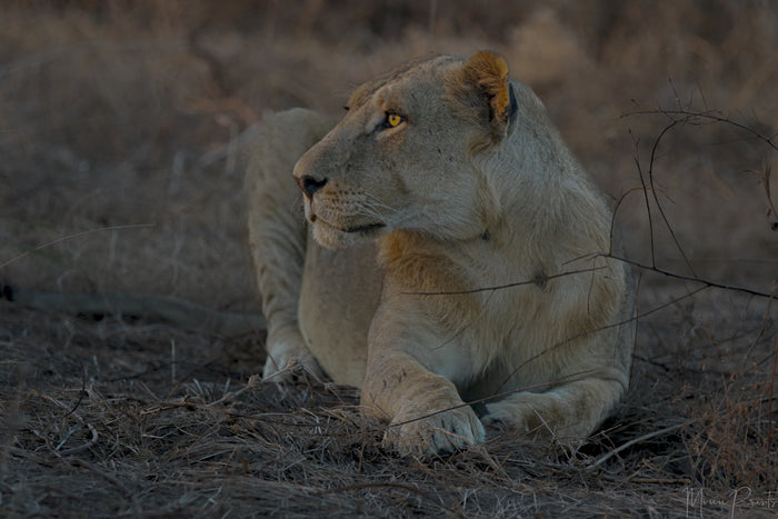 Female Lion Sunset