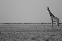 Kordofan Giraffe ZNP