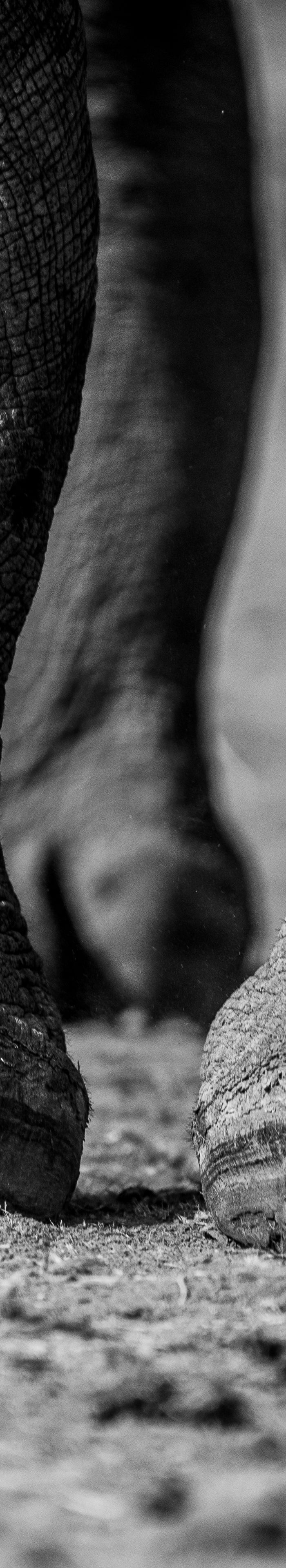 <h2>African textures</h2>