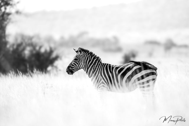 <h2>Monochrome</h2>