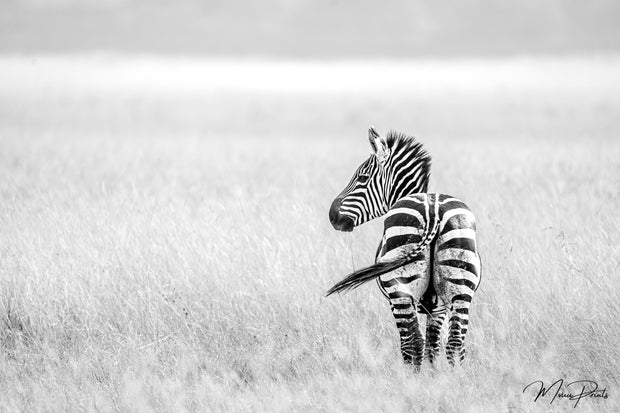 Banner image for: <h2>Horn and Hoof</h2>