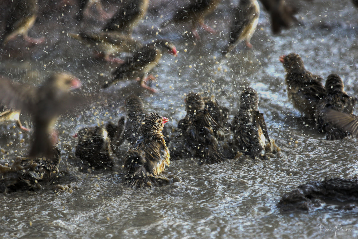 Red - Billed Quelia